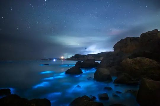 蓝眼泪|蓝眼泪震撼爆发，堪称“海上萤火虫” 仅生存几十秒