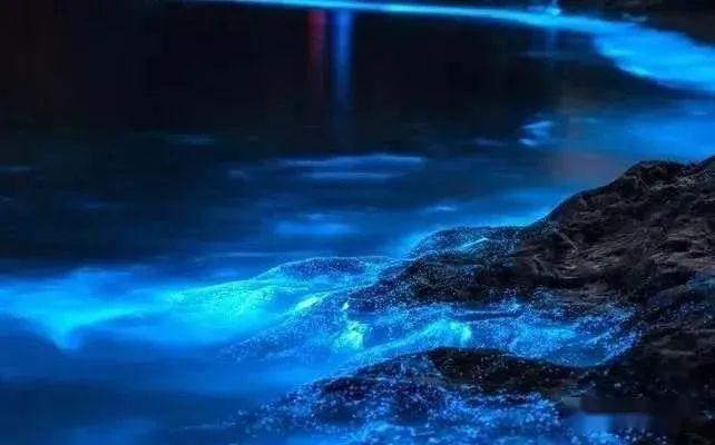 蓝眼泪|蓝眼泪震撼爆发，堪称“海上萤火虫” 仅生存几十秒