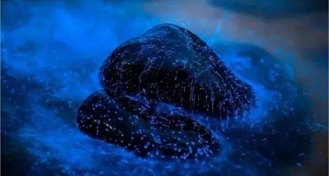 蓝眼泪|蓝眼泪震撼爆发，堪称“海上萤火虫” 仅生存几十秒