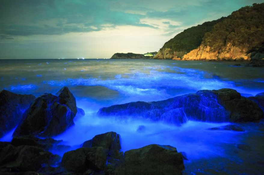 蓝眼泪|蓝眼泪震撼爆发，堪称“海上萤火虫” 仅生存几十秒