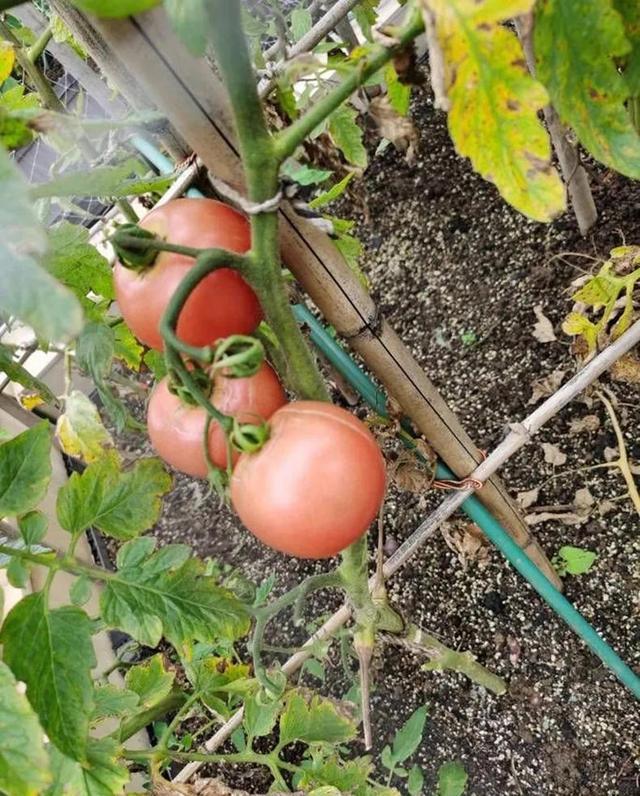 露台番茄种植经验分享