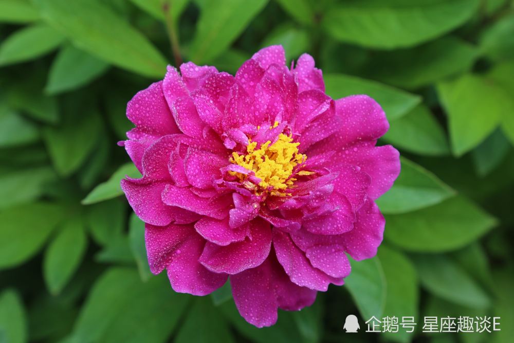 7月日星座运势 金牛刚正不阿 狮子鼓足信心 射手人缘不错 腾讯新闻