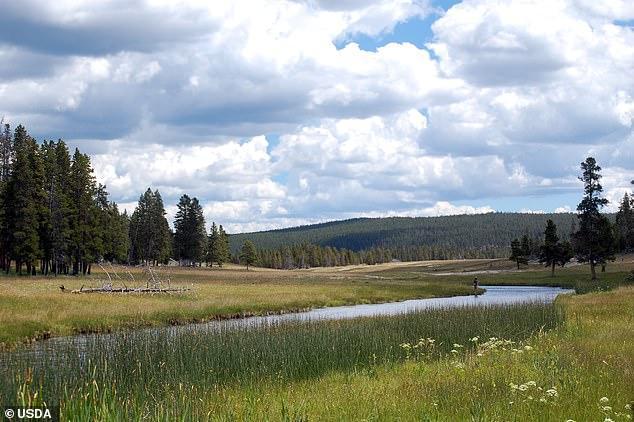野牛|美国女子遭野牛猛追，眼看就要追上了，急中生智装死成功躲过一劫