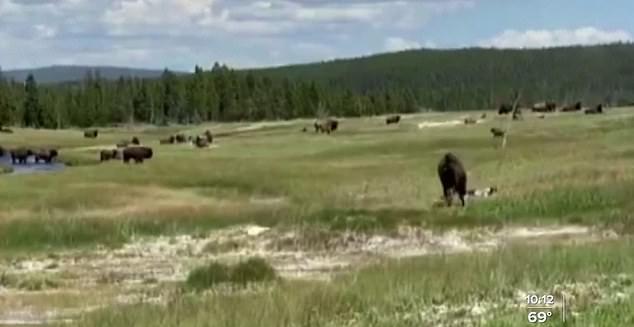 野牛|美国女子遭野牛猛追，眼看就要追上了，急中生智装死成功躲过一劫