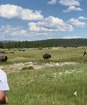 野牛|美国女子遭野牛猛追，眼看就要追上了，急中生智装死成功躲过一劫