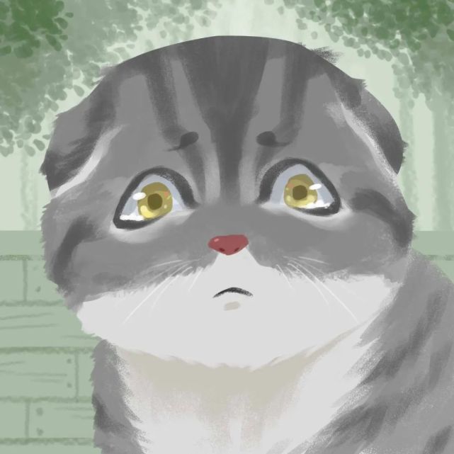 折耳猫scottishfold