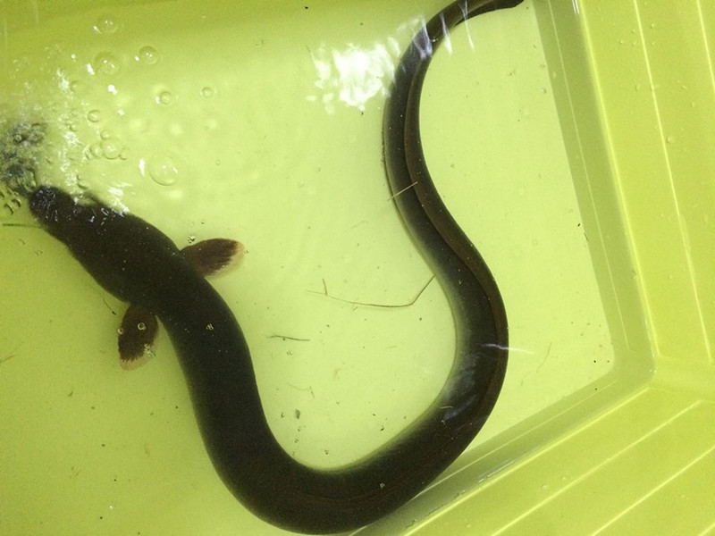 泄洪道钓了一条鱼长相类似蛇有人出价300能不能卖什么鱼