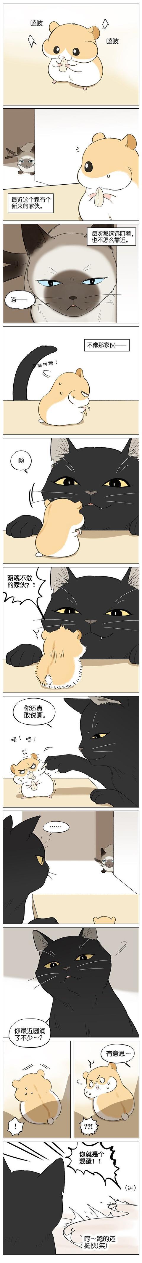萌系漫画 小仓鼠飞出来被黑猫接住 黑猫 感动吗 仓鼠 不敢动 仓鼠
