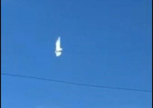 哥伦比亚|哥伦比亚“冻在空中”的鸽子让人大惑不解 难道有平行世界？