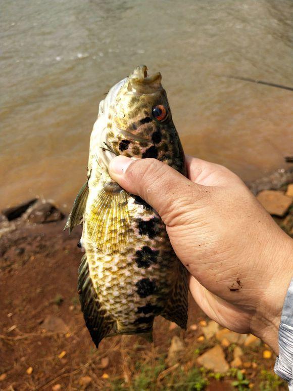 "变种罗非鱼"正在海南河道,水库中迅速繁殖,令人担忧?