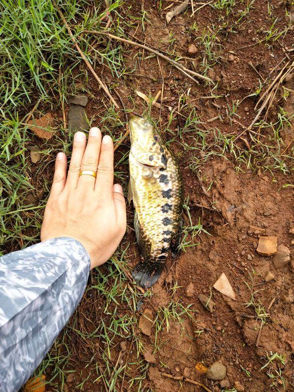 变种罗非鱼正在海南河道水库中迅速繁殖令人担忧