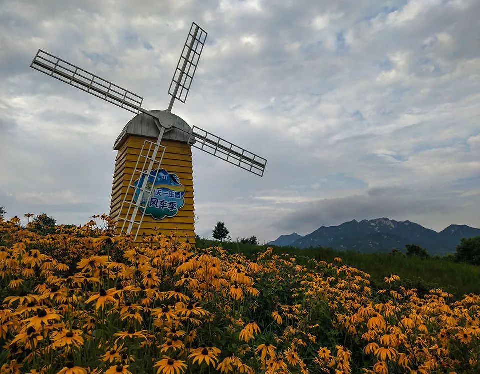 金鸡菊花开,你我相约庄河天一庄园吧!