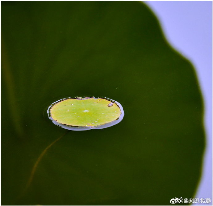 北京|荷塘盛世中，小景同样精致
