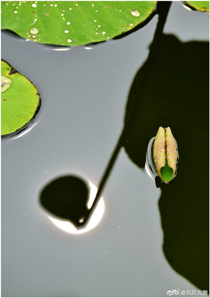 北京|荷塘盛世中，小景同样精致