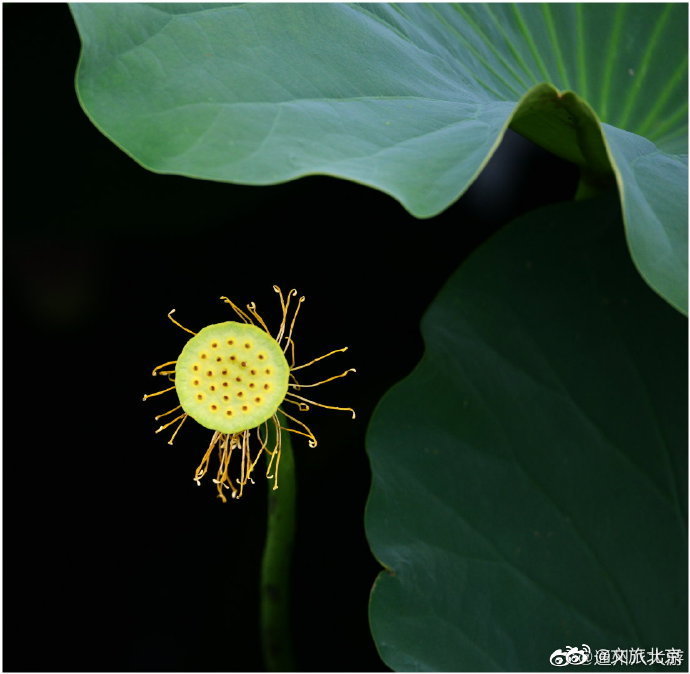 北京|荷塘盛世中，小景同样精致