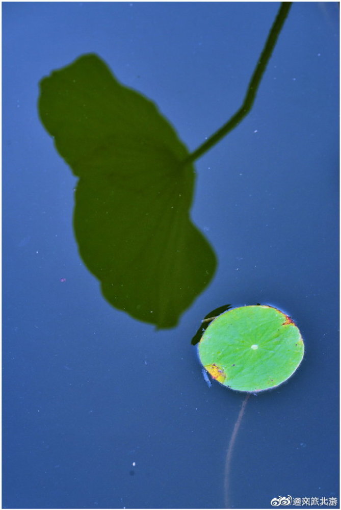 北京|荷塘盛世中，小景同样精致