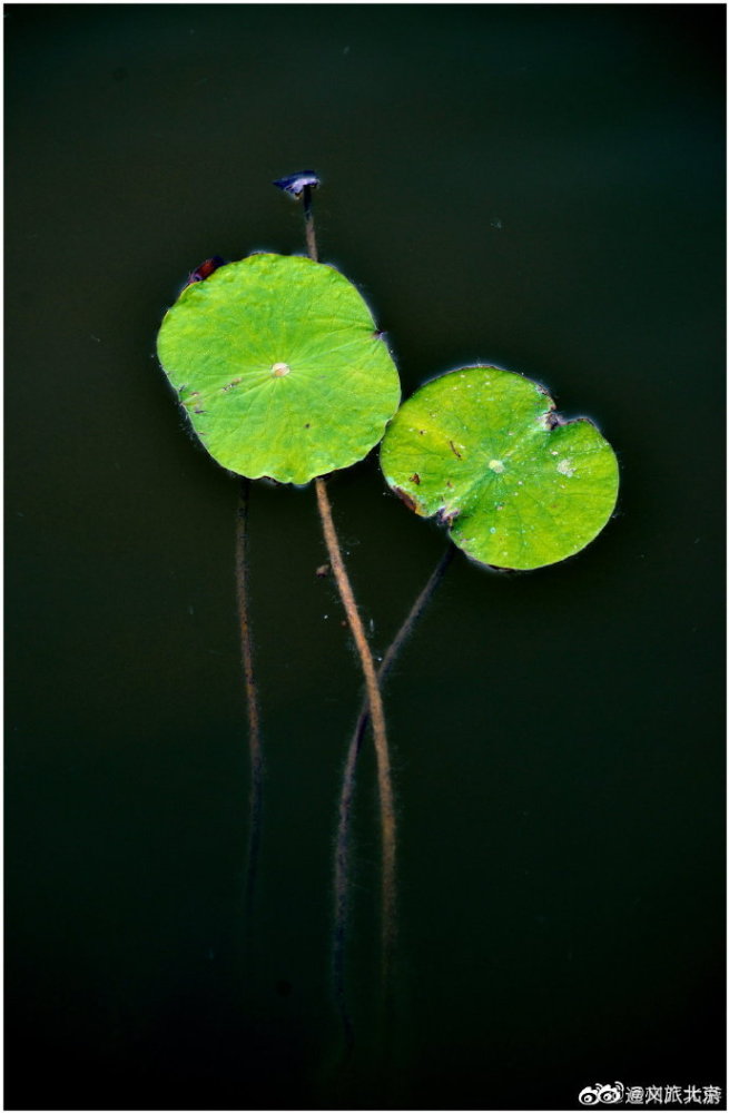 北京|荷塘盛世中，小景同样精致