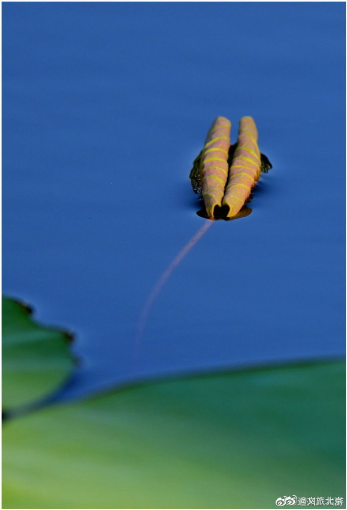 北京|荷塘盛世中，小景同样精致