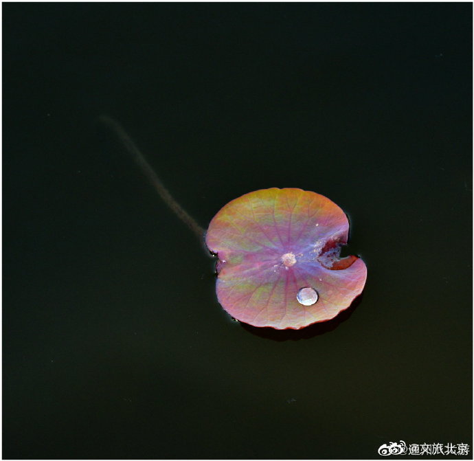 北京|荷塘盛世中，小景同样精致