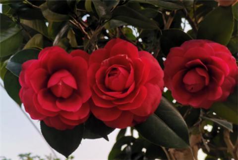 养茶花 现在不能 动刀 了 小心开花难 茶花 花蕾