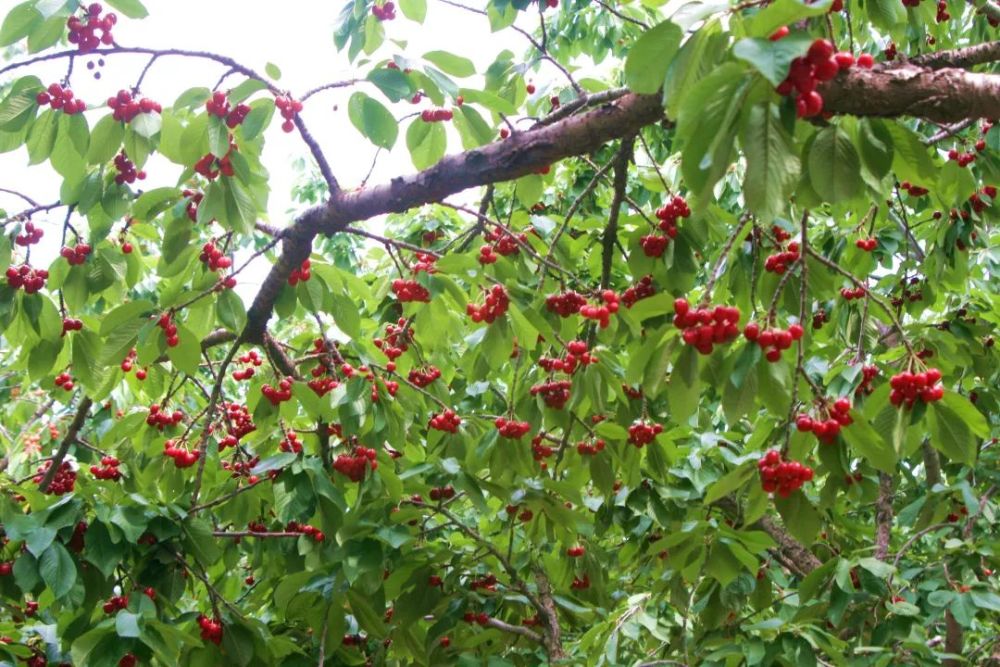 密云区|刚刚公布！密云这俩村在全国出名了！快看看是哪里？