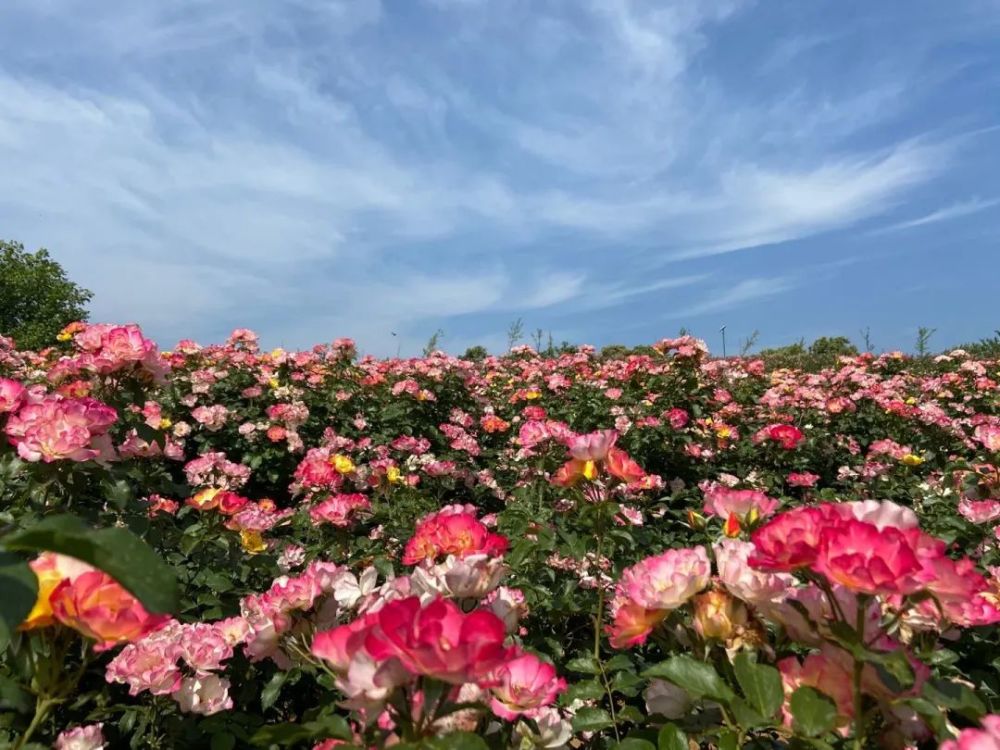 密云区|刚刚公布！密云这俩村在全国出名了！快看看是哪里？