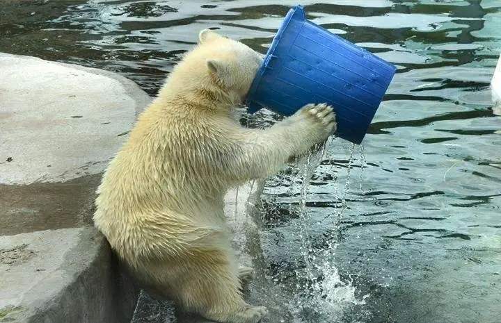 肾功能|海洋动物喝水各显神通，有的肾功能极其强大，有的自带高科技