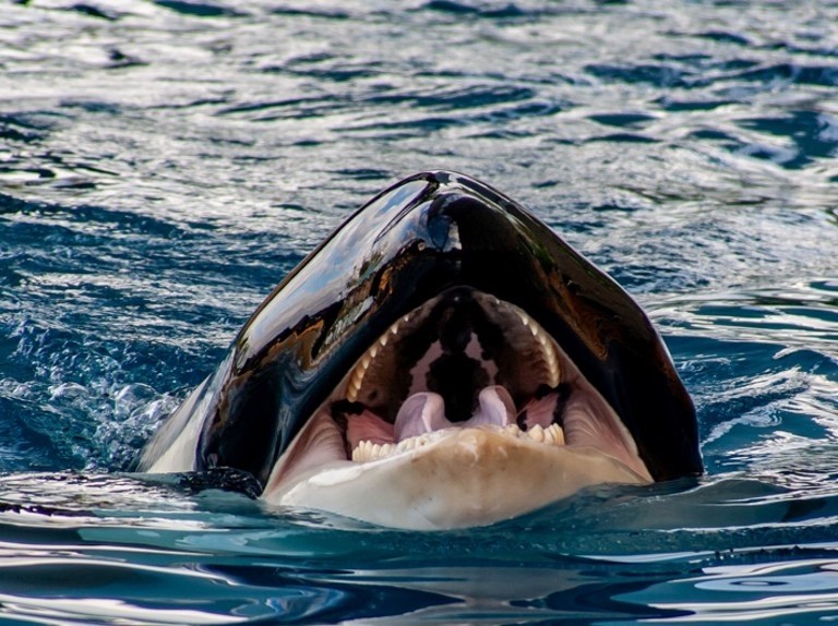 肾功能|海洋动物喝水各显神通，有的肾功能极其强大，有的自带高科技