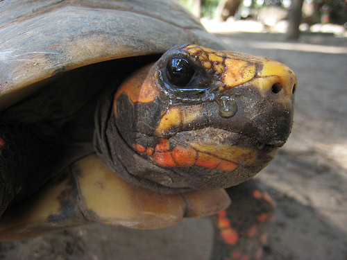 肾功能|海洋动物喝水各显神通，有的肾功能极其强大，有的自带高科技