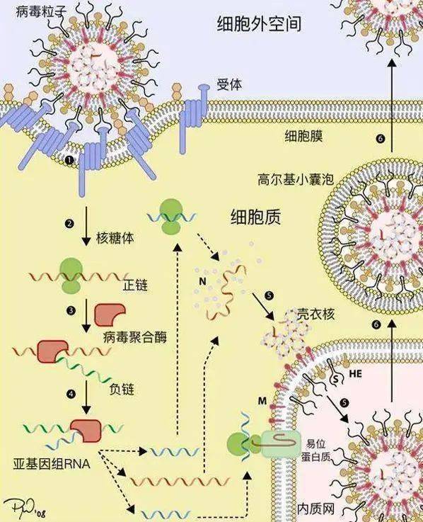 新型冠状病毒结构图解图片