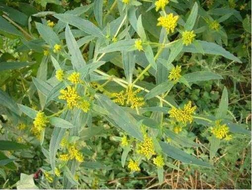 小黄花|别不重视：多少农田被祸害，只因这不起眼的小黄花，被列黑名单