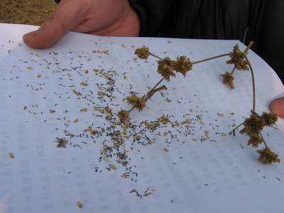 小黄花|别不重视：多少农田被祸害，只因这不起眼的小黄花，被列黑名单