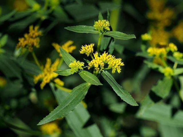 小黄花|别不重视：多少农田被祸害，只因这不起眼的小黄花，被列黑名单