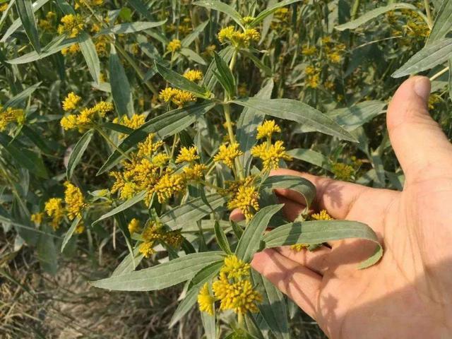 小黄花|别不重视：多少农田被祸害，只因这不起眼的小黄花，被列黑名单