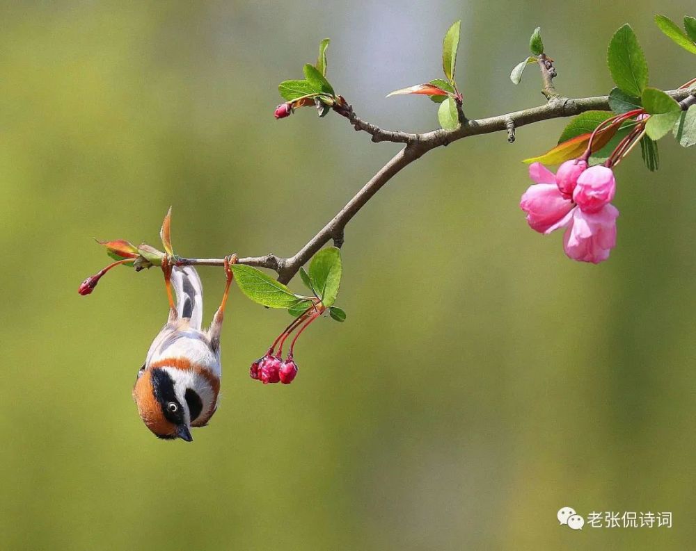 古诗词|一直觉得“芳心”是极美的词，没想到它的出处，还是一首古诗词