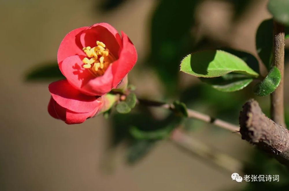 古诗词|一直觉得“芳心”是极美的词，没想到它的出处，还是一首古诗词