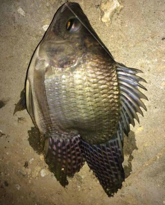 千岛湖现50斤鳜鱼王体型丑怪活太久变异了网友送我也不吃