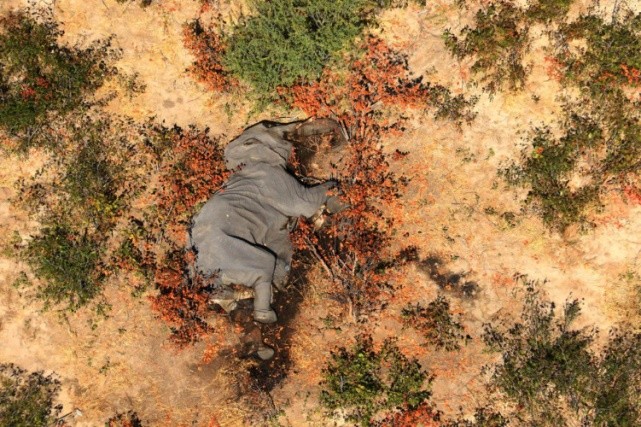 非洲安全栖息地356头大象突发死亡,在走路或奔跑时倒下,疑是病毒感染