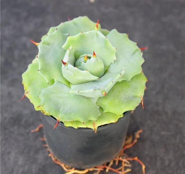 坚实浑厚的巍峨霸气多肉雷神这么养护青翠碧绿财福旺