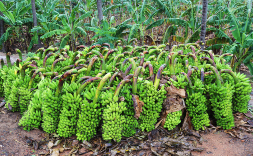 听说把香蕉挂在高处能保存得更久 是真的吗 腾讯新闻