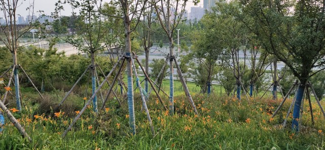 郑州又一新公园开放