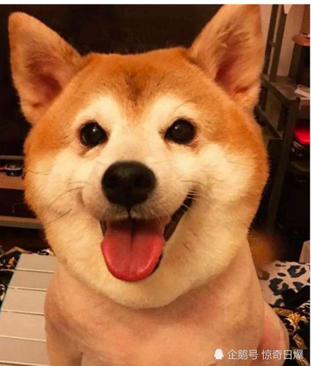 韩国这两只柴犬靠着"谐音"与"呆萌外表"发了大财