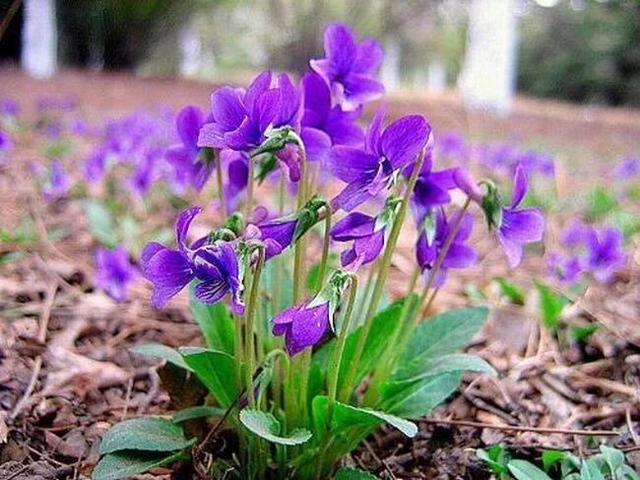 农村常见野草 却不知营养丰富 作用很多 农民可种植吗 紫花地丁 营养 野草 叶子