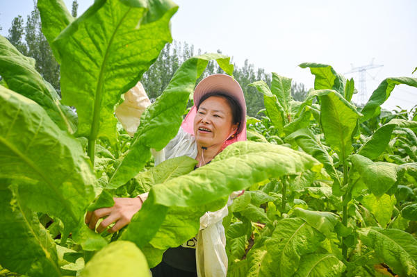 尝到了奋斗的甜头,2019年谢家群扩大了种植规模,种植40亩烟叶,10亩