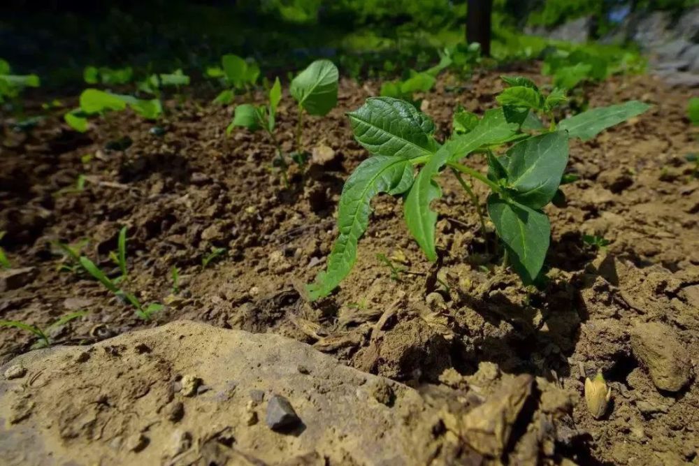 辣椒生長的花芽分化期是什麼時候?適宜多少氣溫?如何把控肥水?