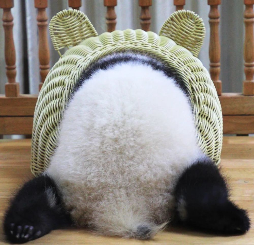 猜对了你就是本熊的头号粉丝