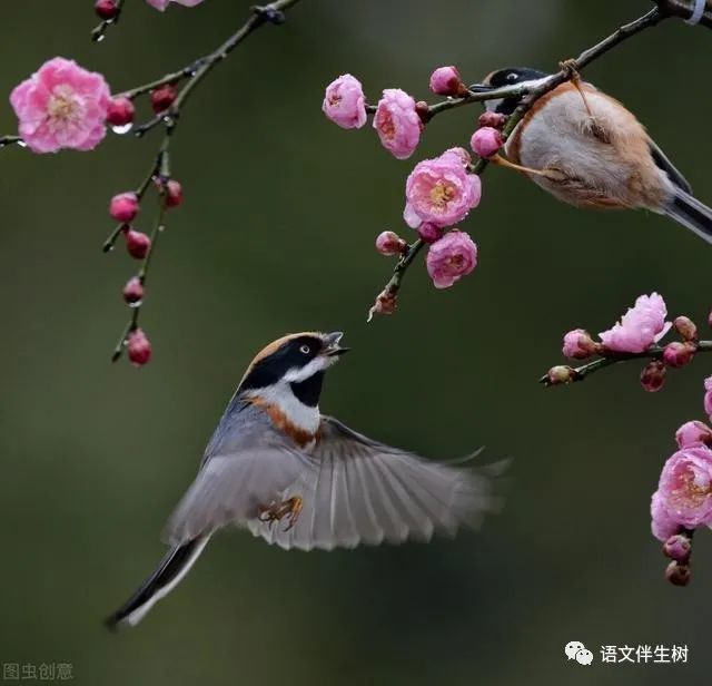 孟浩然|孟浩然的《春晓》，一直以来，我们都解读错了