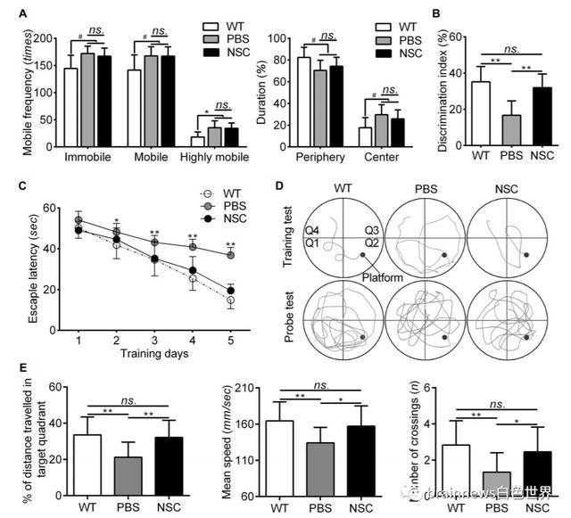 神经干细胞移植|人类神经干细胞移植可改善AD认知缺陷