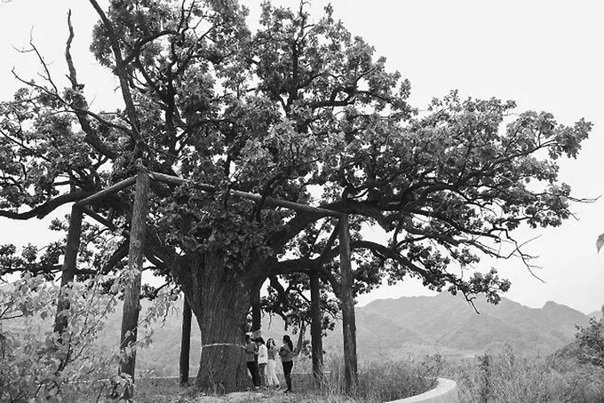 山村|北京怀柔这个普通的山村，竟然藏着一个“全国之最”！