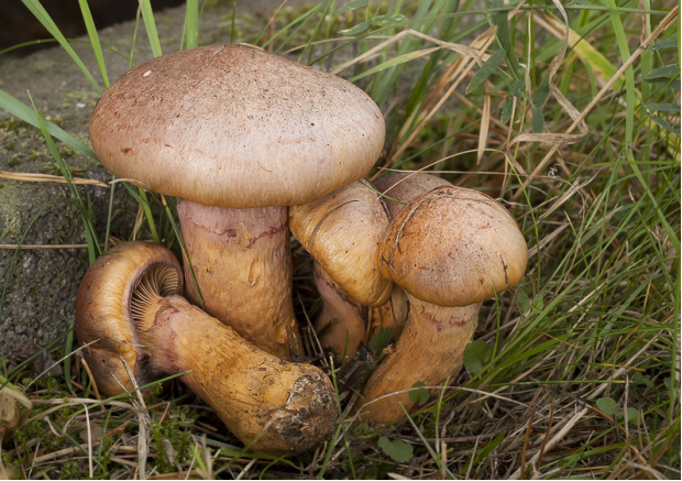 荒野维生野菜系列血红铆钉菇